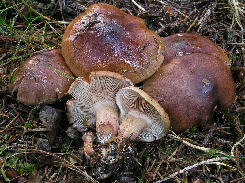 Tricholoma pseudonicticans